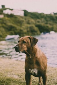 Rhodesian Ridgeback looking for some food